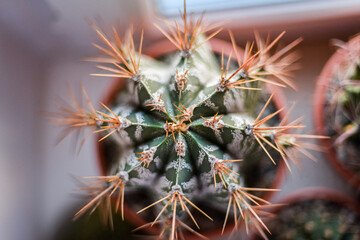 Naklejka na ściany i meble Macro photo of a cactus Astrophytum ornatum