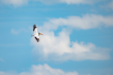 American White Pelican (Pelecanus erythrorhynchos)