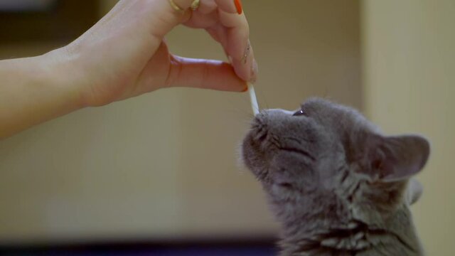 A female hand feeds a British shorthair cat.