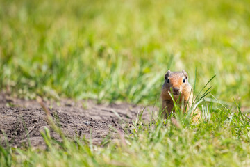 Columbian ground squirrel (Spermophilus columbianus)