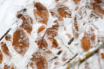 white frozen lichen with ice crystals on the trees