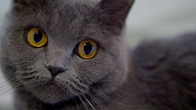 Close up portrait of British gray cat.