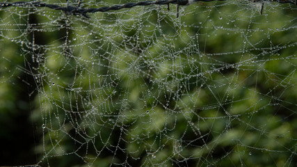 SPIDER WEB FILLED WITH DROPS OF WATER FROM MORNING DEW
