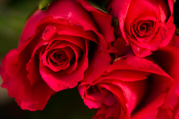 Closeup photo of a Bunch of Red Roses