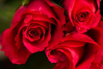 Closeup photo of a Bunch of Red Roses