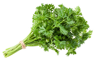 green fresh parsley isolated on white background. parsley bunch. full depth of field