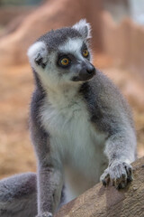 Fototapeta premium lemur