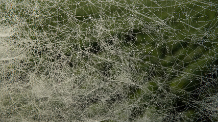 Fototapeta na wymiar SPIDER WEB FILLED WITH DROPS OF WATER FROM MORNING DEW