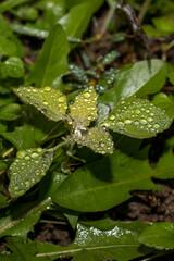 Fresh green grass leaf with dew drops, close-up