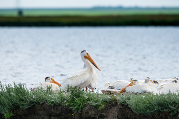 American White Pelican (Pelecanus erythrorhynchos)