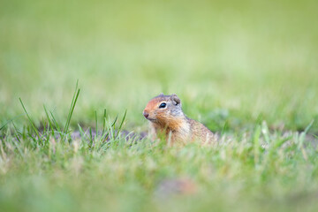 Columbian ground squirrel (Spermophilus columbianus)