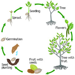 A growth cycle of pecan nut plant on a white background.