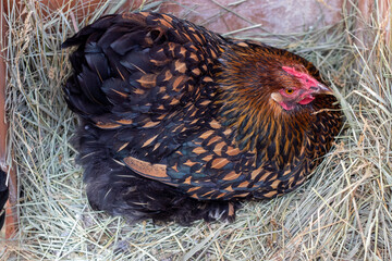 A Bantam Hen sitting on top of eggs in the hay . High quality photo