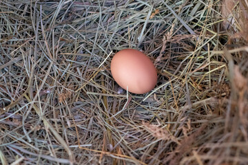 A Bantam Hen egg setting in hay nest . High quality photo