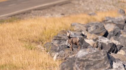Rocky Mountain Bighorn Sheep (Ovis canadensis).