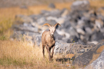 Rocky Mountain Bighorn Sheep (Ovis canadensis).