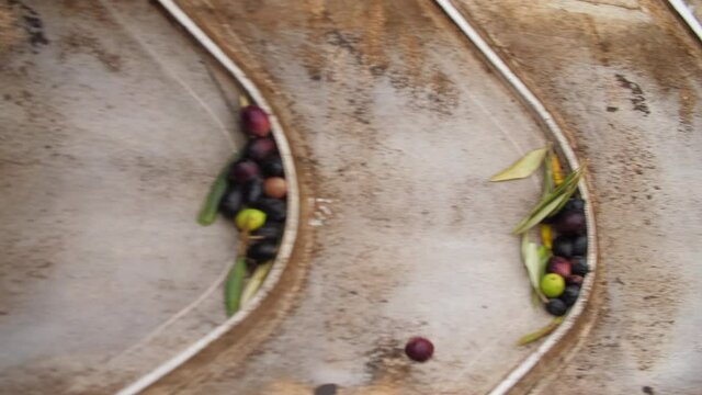 Olive Harvest. Olives Oil Mill Manufacturer. Machine working. Industrial Processing Equipment 06