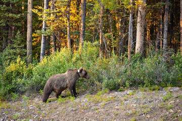  Grizzly Bear (Ursus arctos horribilis)