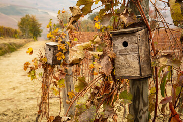 Casette per gli uccellini appese in un vigneto piemontese