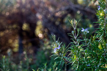 A leaf of the plant with bokehs behind it.