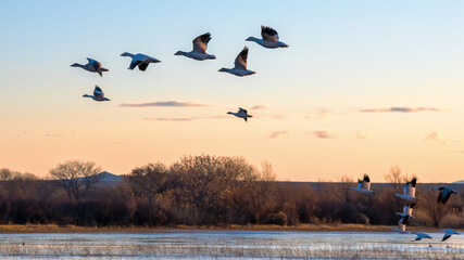 Snow Geese in Flight