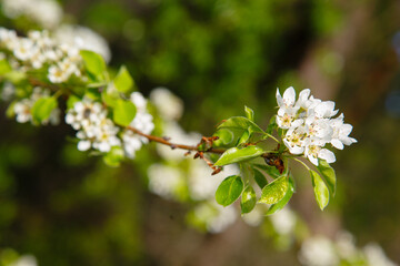 White spring apple or cherry blossom outdoor. Spring flowers background. Blooming apple tree. Spring season at countryside. Apple blossom on pink background. Spring blossom of apple tree