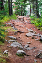 A rocky hiking trial through a forest