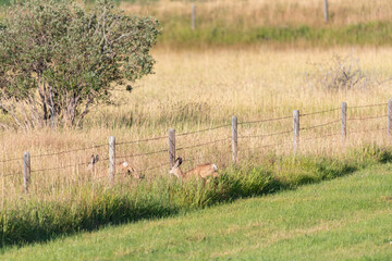 White-tailed deer (Odocoileus virginianus)
