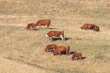 Cattle at pasture
