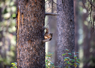 Squirrel chewing on a tree in the forest in Banff National Park