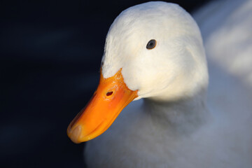 A Pekin Duck close up profile with the head and bill illuminated by sunlight.