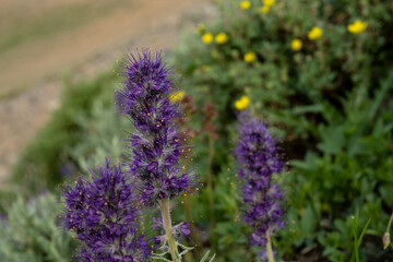 Purple Wildflowers in front of Yellow Flowers