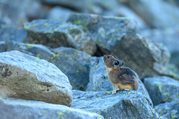 Pika Looks Up over Boulder Field