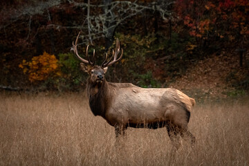 Naklejka na ściany i meble Profile of Bull Elk Looking Back