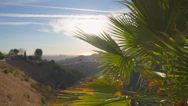 The leaves of a California palm tree sway in the wind against the blue sky. Bright sunny day. View of Los Angeles from Beverly Hills.