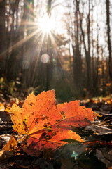 Orange Leaf Rest On Trail Below Sunburst