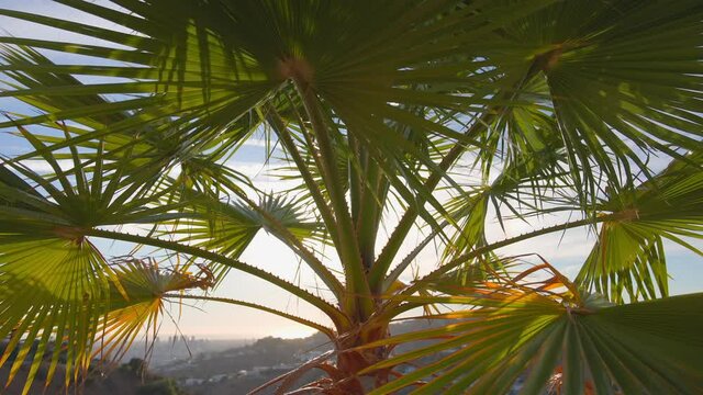 The leaves of a California palm tree sway in the wind against the blue sky. Bright sunny day. View of Los Angeles from Beverly Hills.