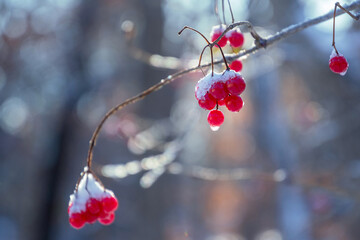 Macro images of snow - covered crab apples