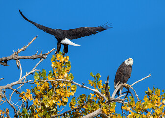 A Bald Eagle watches its mate as it lands on the large Cottonwood Tree they share, against a beautiful blue sky, and changing yellow leaves in the Fall Season.