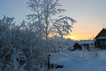 winter landscape with trees and snow