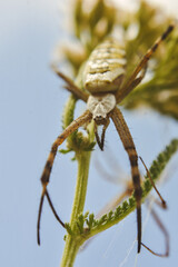wolf spider on a leaf