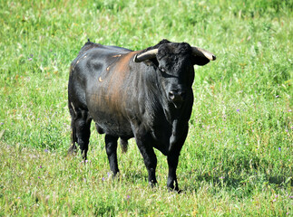 spanish black bull with big horns on the cattle raising
