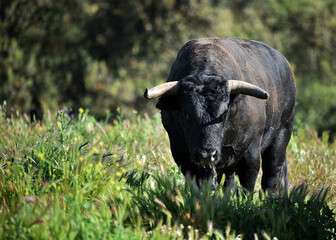 spanish black bull with big horns on the cattle raising