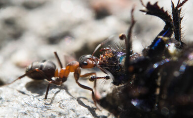 Ant on the ground bites a big bug