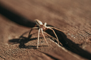 Spider on a wood