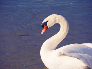 Fototapeta premium Schwan 