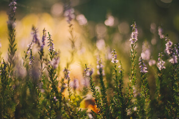 heather, grass in the morning