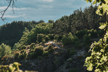 pine tree in the forest