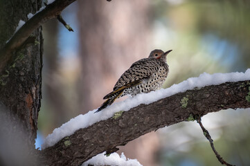 Northern Flicker in the snow