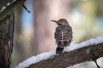 Northern Flicker on a snowy branch